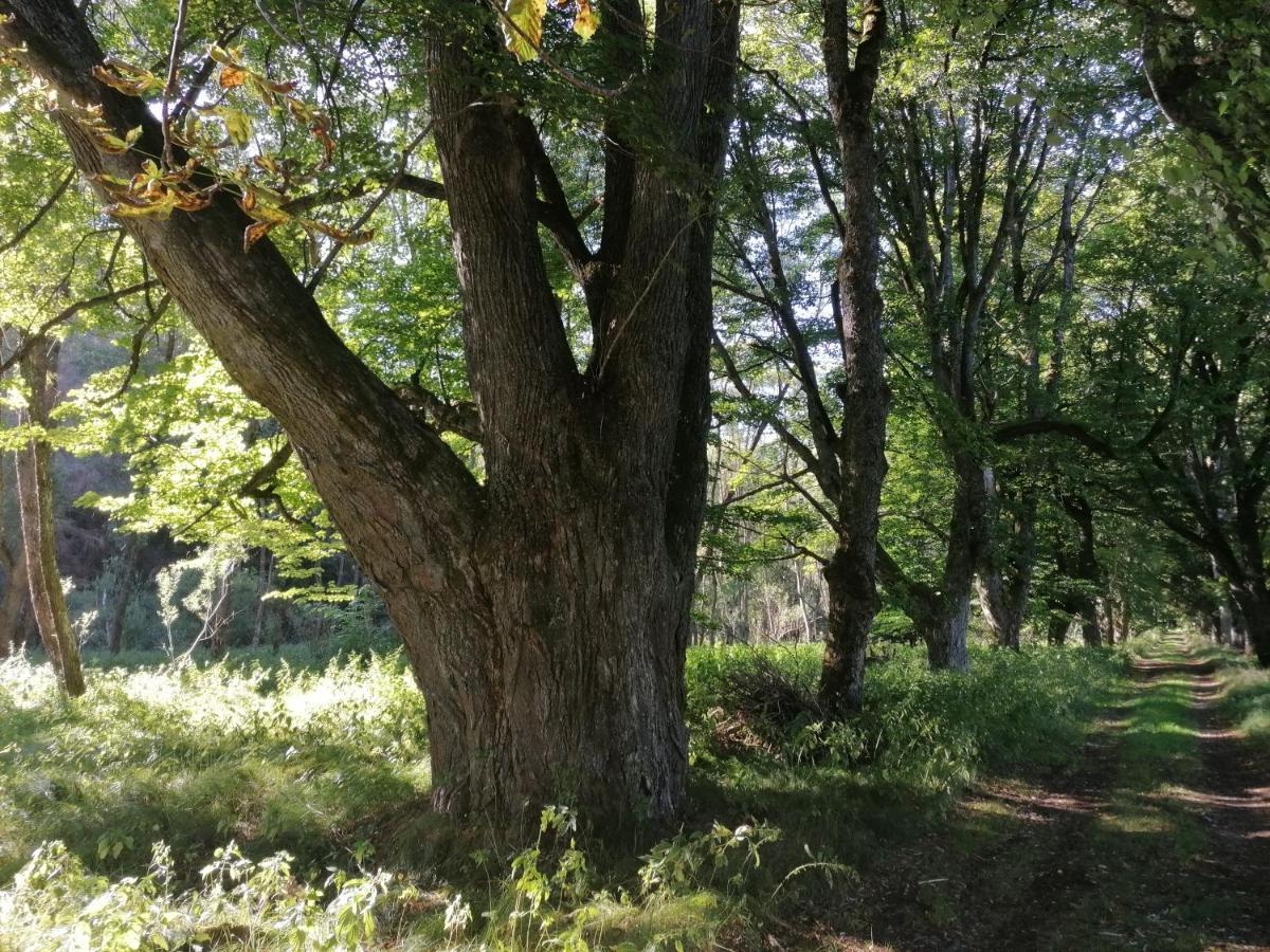 Na Pekarne Daire Železná Ruda Dış mekan fotoğraf
